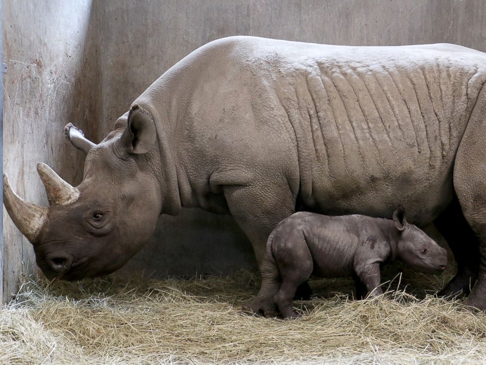 Rare Black Baby Rhino Born in Iowa Zoo - ABC News