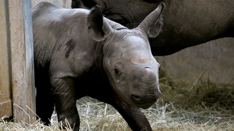 Rare Black Baby Rhino Born in Iowa Zoo - ABC News