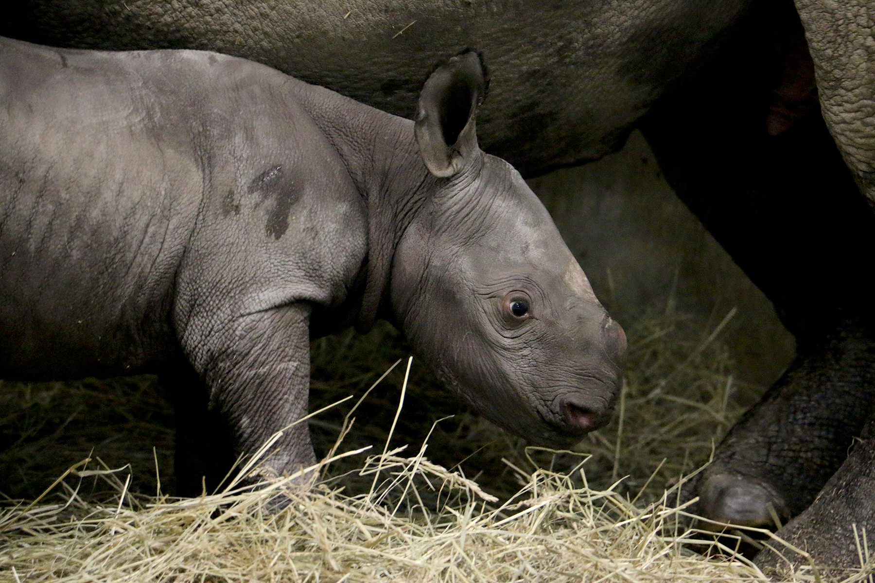 PHOTO: The Blank Park Zoo in Des Moines, Iowa welcomed a new baby rhino who was born on Oct. 11, 2016.
