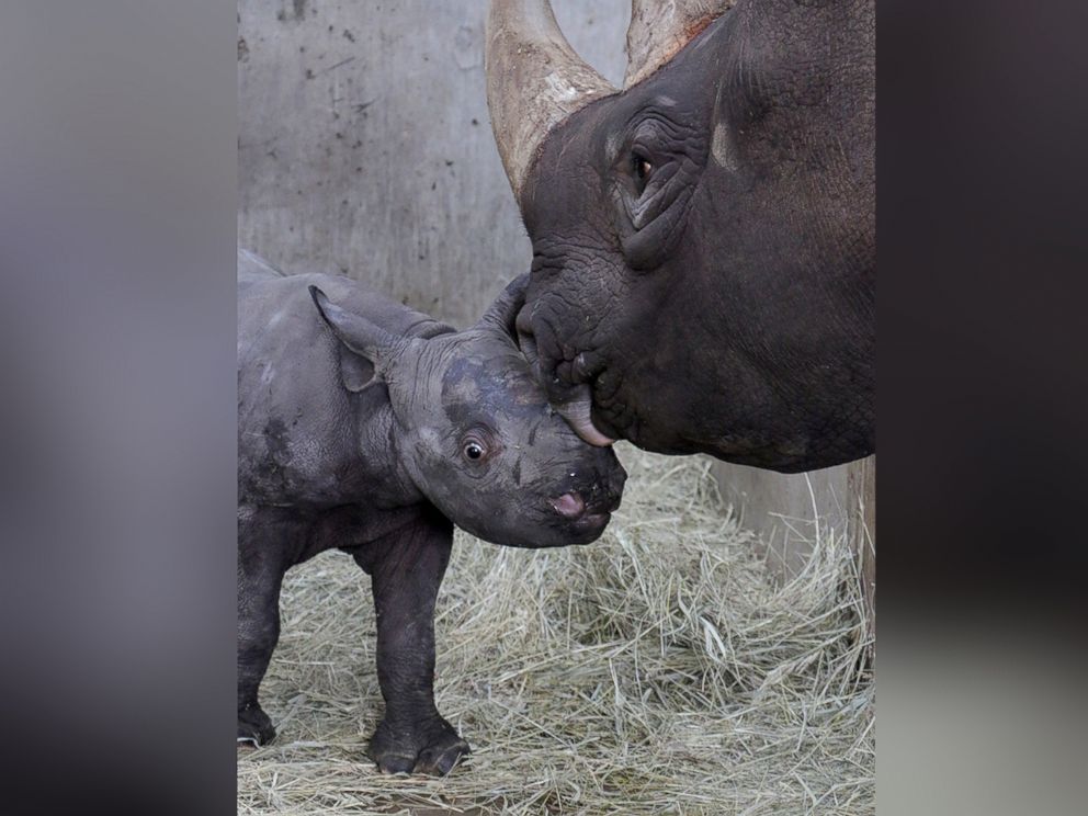 Rare Black Baby Rhino Born in Iowa Zoo - ABC News