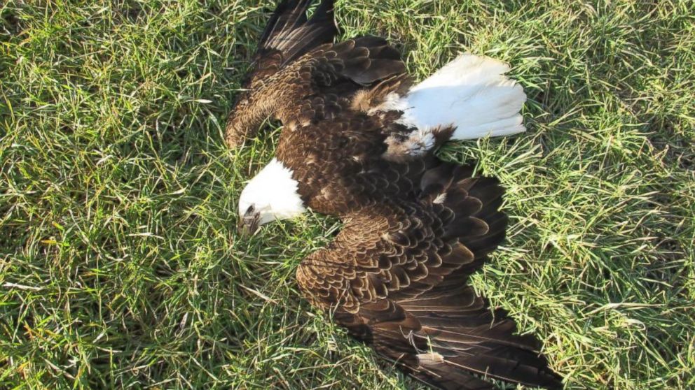 This eagle is one of 13 found dead on a farm in Federalsburg, Md., Feb. 20, 2016. 