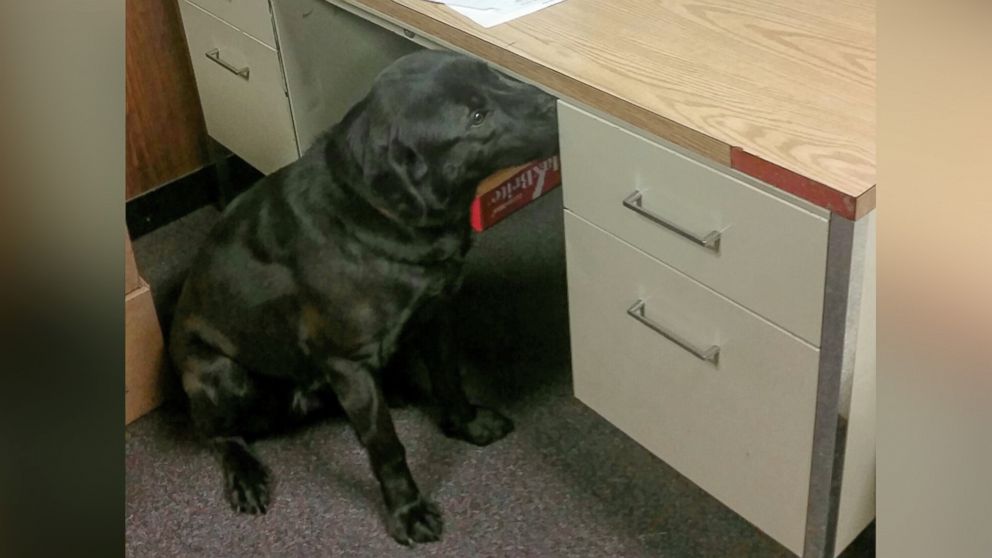 PHOTO: In an undated photo, Bear, a two-year old rescue dog, is trained to sniff out electronics for investigations. 