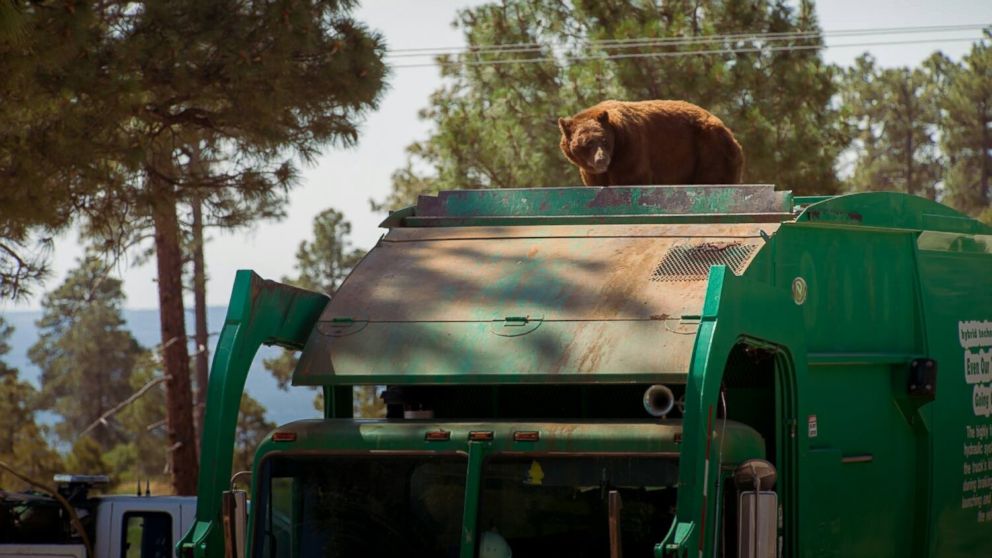 PHOTO: A cinnamon-colored black bear was spotted riding on top of a garbage truck in Los Alamos, New Mexico, on July 19, 2016, according to officials with the U.S. Forest Service's Santa Fe National Forest. 