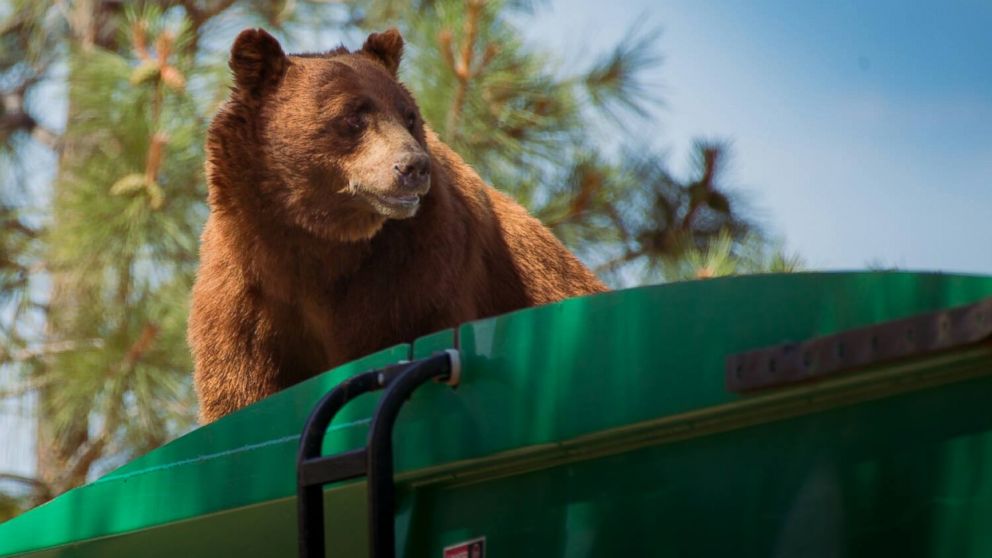 PHOTO: A cinnamon-colored black bear was spotted riding on top of a garbage truck in Los Alamos, New Mexico, on July 19, 2016, according to officials with the U.S. Forest Service's Santa Fe National Forest. 
