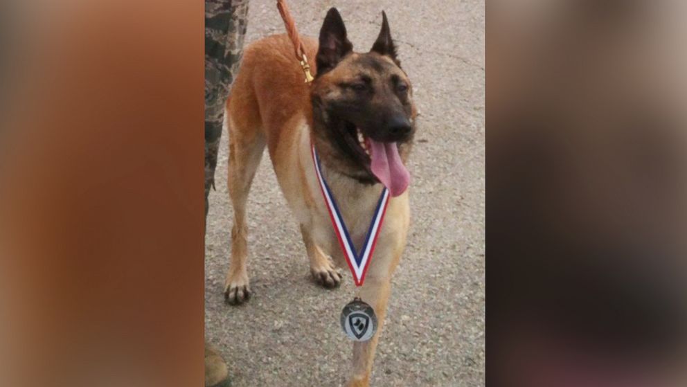 U.S. Army Staff Sgt. Julian McDonald says Layka, the 4-year-old Belgian Malinois with a missing paw, saved his life on an overseas deployment in Afghanistan in 2012. 