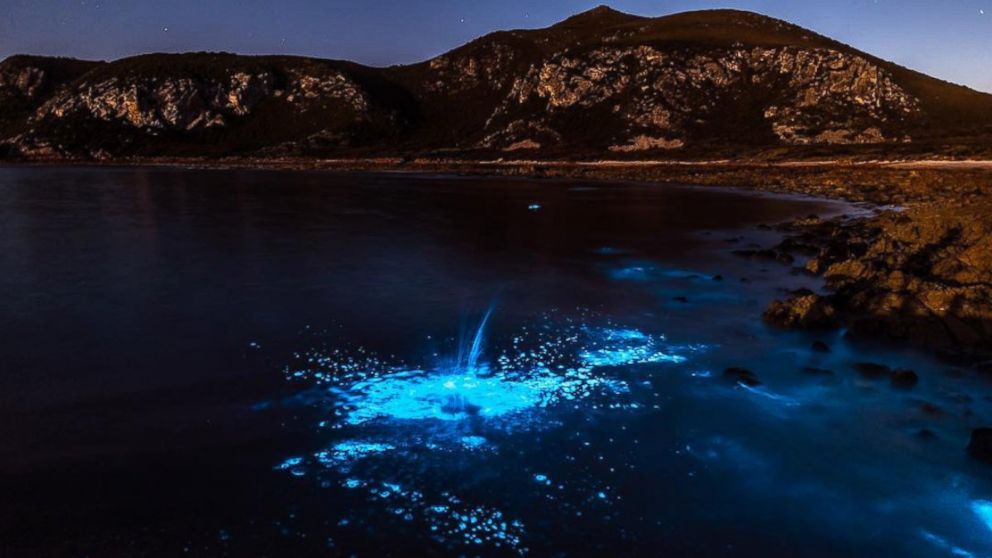 Dazzling Bioluminescent Event Lights Up Tasmanian Sea - ABC News