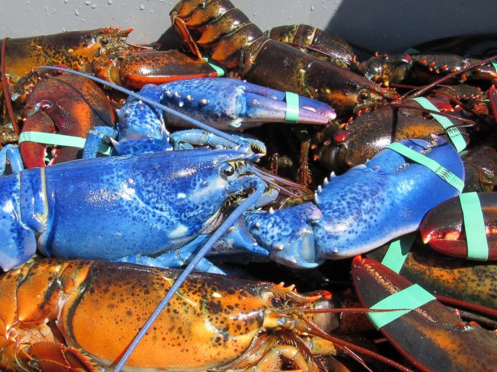 Lobsterman Catches Rare Bright Blue Lobster Off The Coast Of Cape Cod Abc News