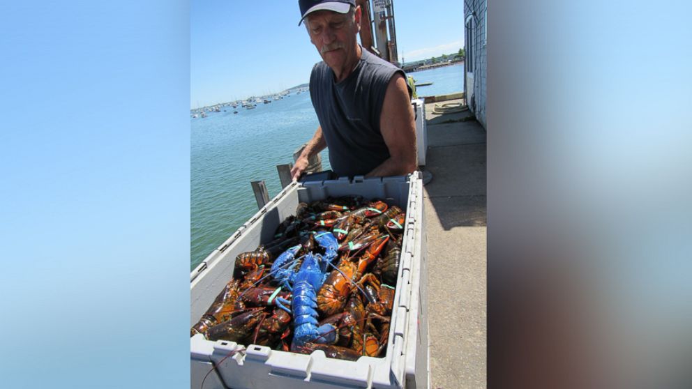 PHOTO: Massachusetts lobsterman, Wayne Nickerson, caught a 2-pound blue lobster off the coast of Cape Cod.