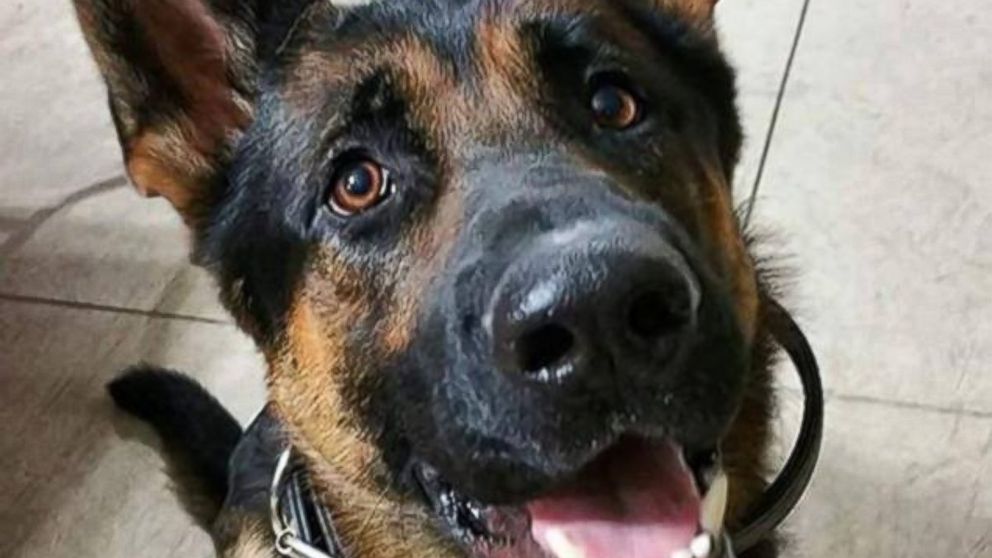 PHOTO: Jethro, a K-9 for the Canton Police Department in Ohio, passed away in January of 2016 after being shot multiple times after responding to a burglary at a local grocery store, according to police. 