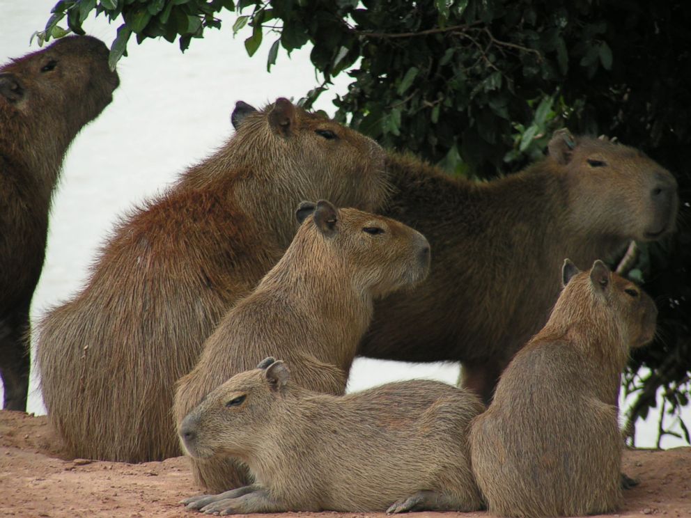 PHOTO: Elizabeth Congdon, an assistant professor at Bethune-Cookman University in Daytona Beach, Florida, is studying the potential of capybaras to go from being an exotic, non-native species in Florida to becoming an invasive species in the state. 