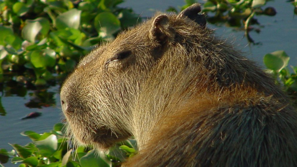 PHOTO: Elizabeth Congdon, an assistant professor at Bethune-Cookman University in Daytona Beach, Florida, is studying the potential of capybaras to go from being an exotic, non-native species in Florida to becoming an invasive species in the state. 
