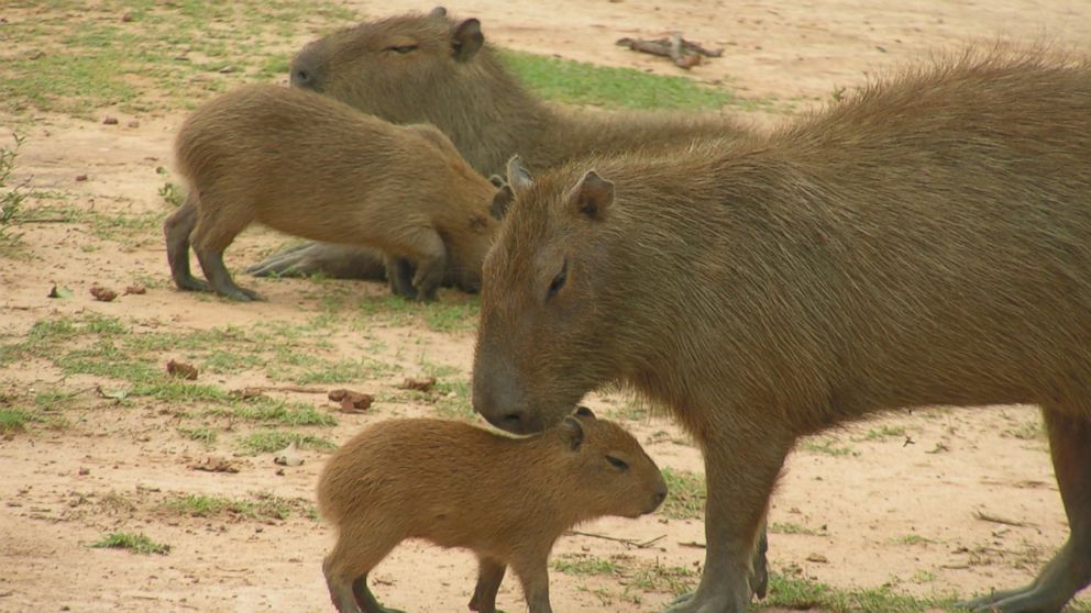 Elizabeth Congdon, an assistant professor at Bethune-Cookman University in Daytona Beach, Florida, is studying the potential of capybaras to go from being an exotic, non-native species in Florida to becoming an invasive species in the state. 