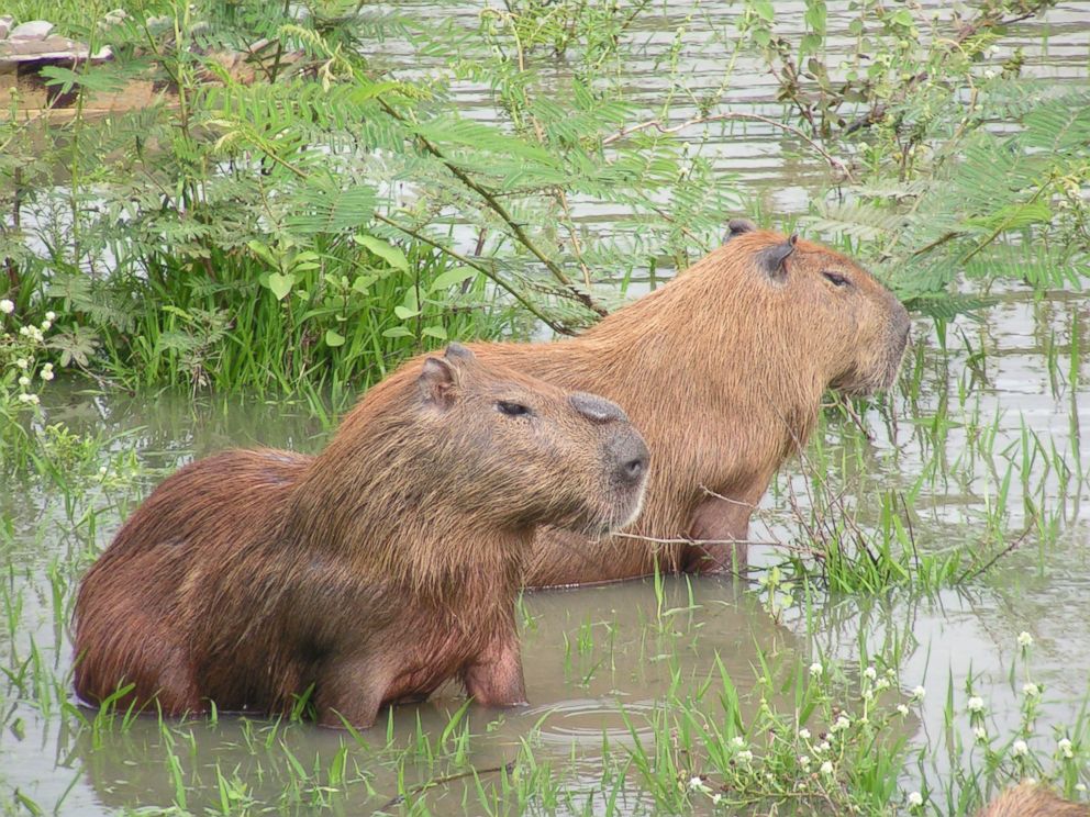 PHOTO: Elizabeth Congdon, an assistant professor at Bethune-Cookman University in Daytona Beach, Florida, is studying the potential of capybaras to go from being an exotic, non-native species in Florida to becoming an invasive species in the state.