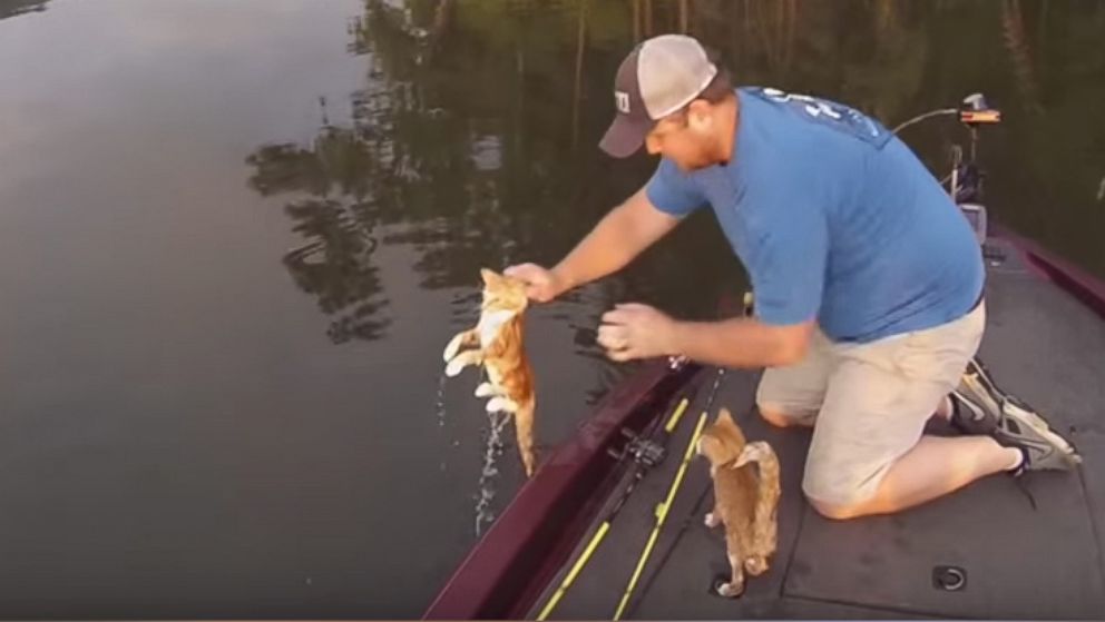 cat catch fish