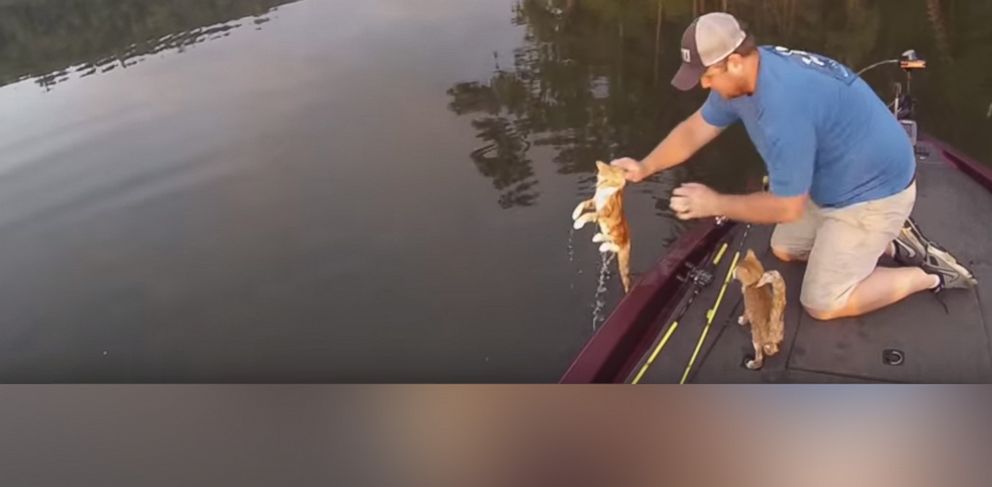 apk cat goes fishing