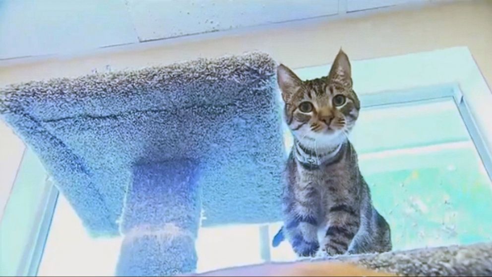 VIDEO: An animal shelter in Florida suffered thousands of dollars' worth of damage from the running water.