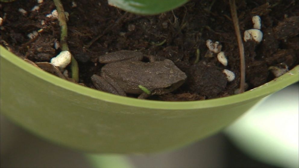 PHOTO:The coqui frog is native to Puerto Rico and later appeared in Hawaii. The species is thought to have invaded Southern California by hiding in things like plants that come in from Hawaii.  