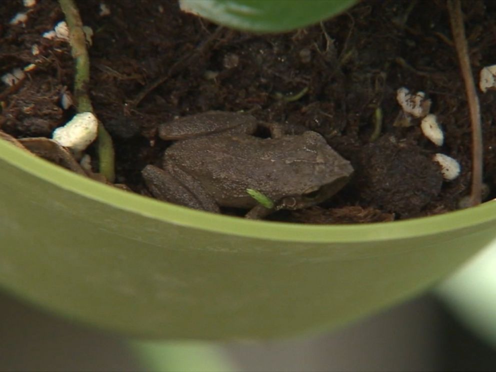 PHOTO:The coqui frog is native to Puerto Rico and later appeared in Hawaii. The species is thought to have invaded Southern California by hiding in things like plants that come in from Hawaii.