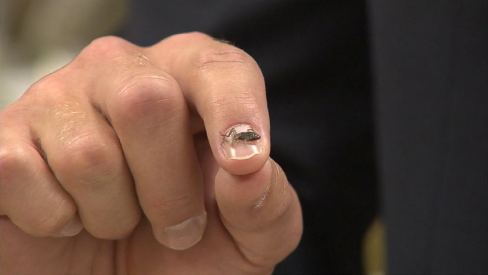 PHOTO:A 1-day-old coqui frog is smaller than the size of a fingernail. 