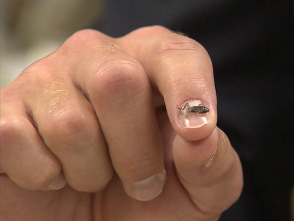 PHOTO:A 1-day-old coqui frog is smaller than the size of a fingernail.