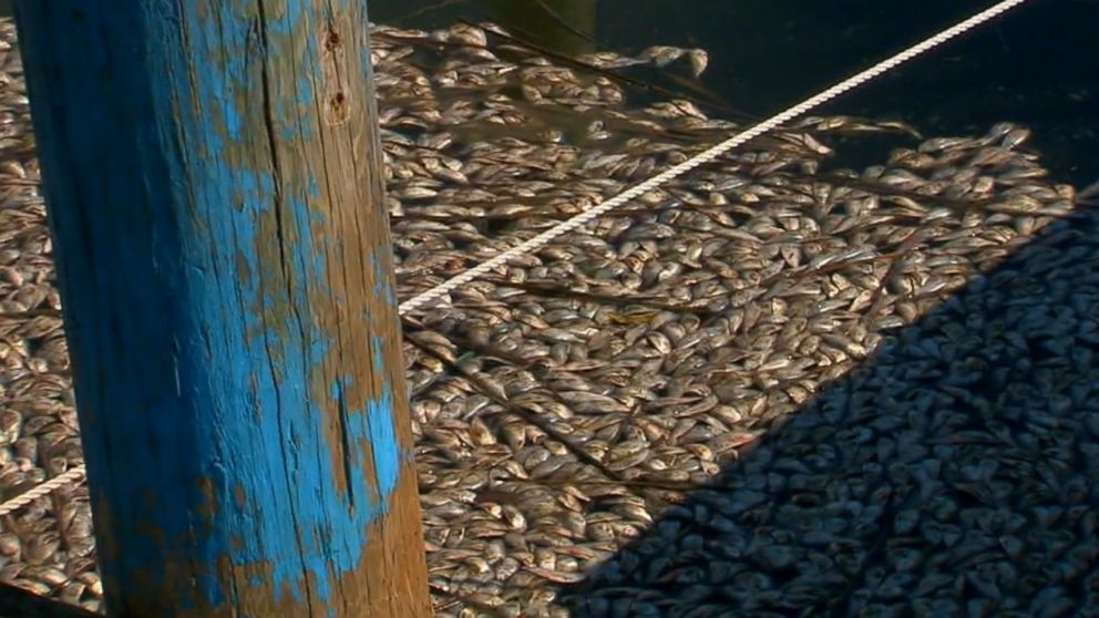 dead fish off the coast of new jersey