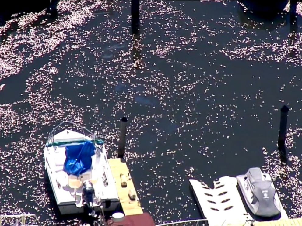 PHOTO: Hundreds of thousands of dead fish have turned up in Waackcaack Creek in Keansburg, New Jersey.