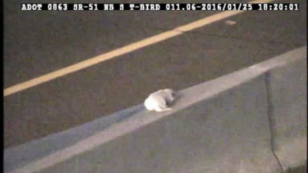 An Arizona Department of Transportation traffic operations center worker rescued a dog stranded in the middle of a Arizona State Route 51 near Phoenix during the evening rush hour on Jan. 25, 2016. 