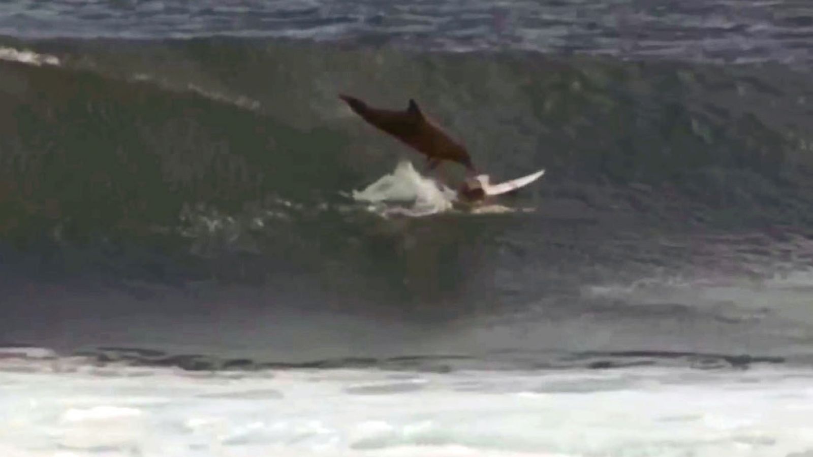 Dolphin and surfer sharing a wave at Byron Bay today #dolphin