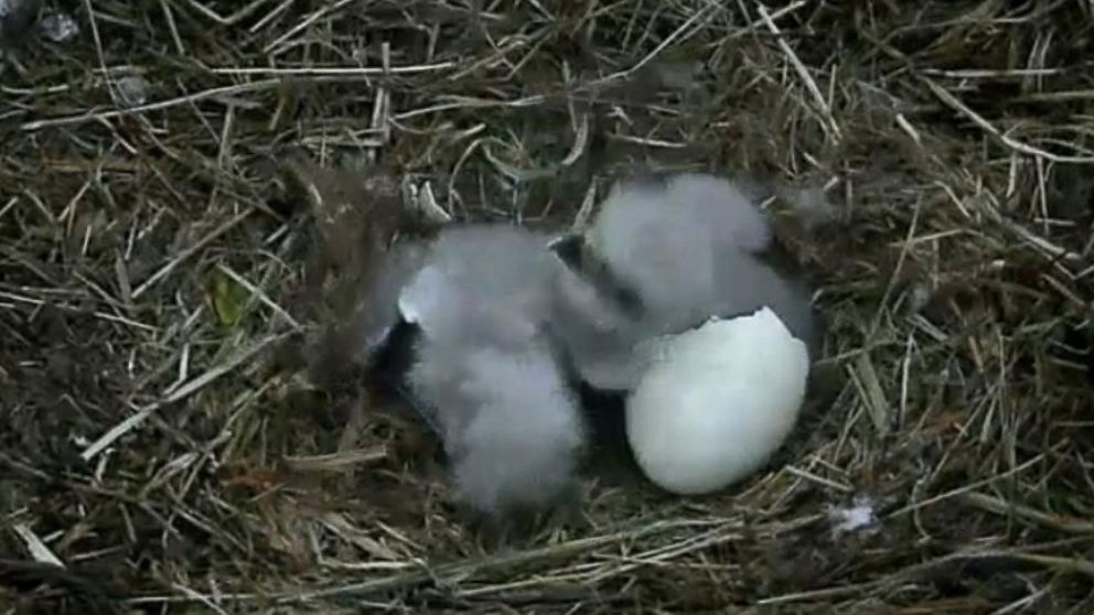 PHOTO: Internet viewers watched as the second of the newborn eagles hatched, March 20, 2016. 