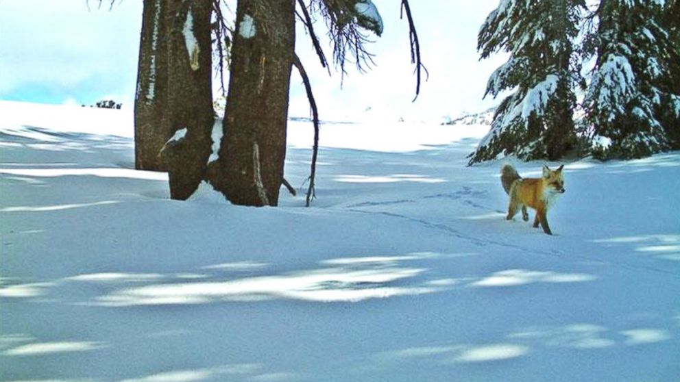 A Sierra Nevada red fox was spotted on a motion-sensitive camera in Yosemite National Park, Dec. 13, 2014.