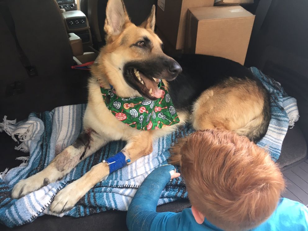 PHOTO: Haus, a 2-year-old rescue German shepherd, received nine vials of antivenin after he was bitten three times by a rattlesnake in Tampa, Florida.