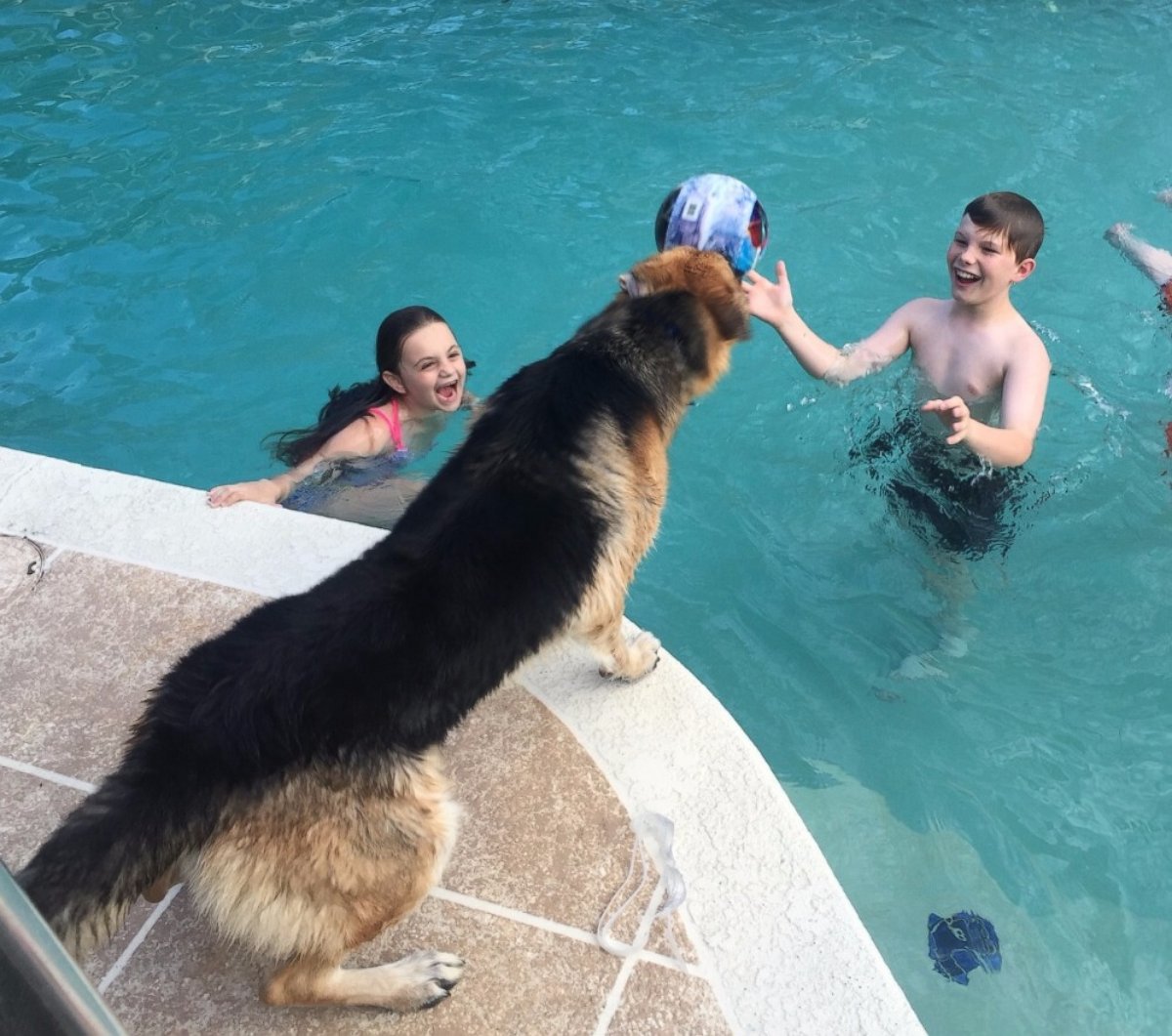 PHOTO: Molly plays in the DeLucas? pool while Haus watches.