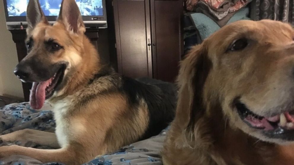 PHOTO: Haus even got the DeLucas' 9-year-old golden retriever, Chloe, to start eating again after their previous German shepherd, Bailey, died.