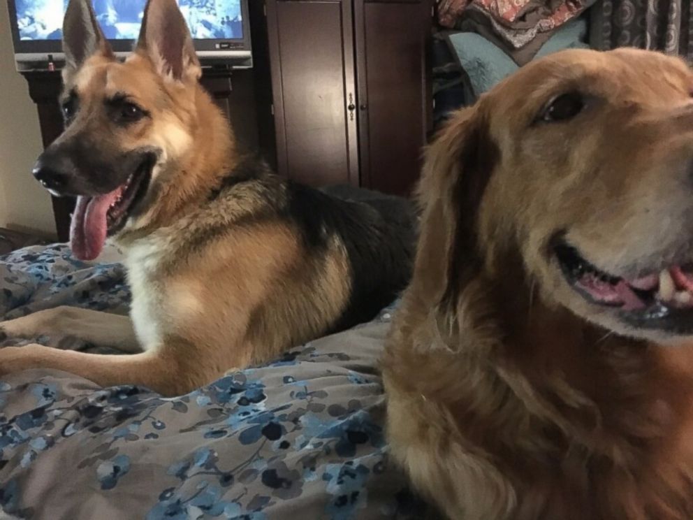 PHOTO: Haus even got the DeLucas' 9-year-old golden retriever, Chloe, to start eating again after their previous German shepherd, Bailey, died.