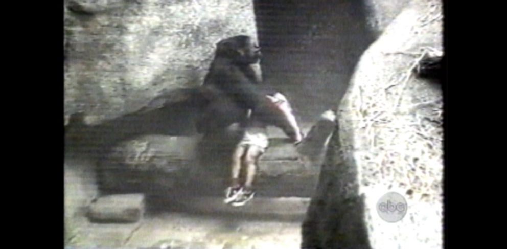 Gorilla Carries 3-Year-Old Boy to Safety After He Fell Into Enclosure in  1996 Incident - ABC News