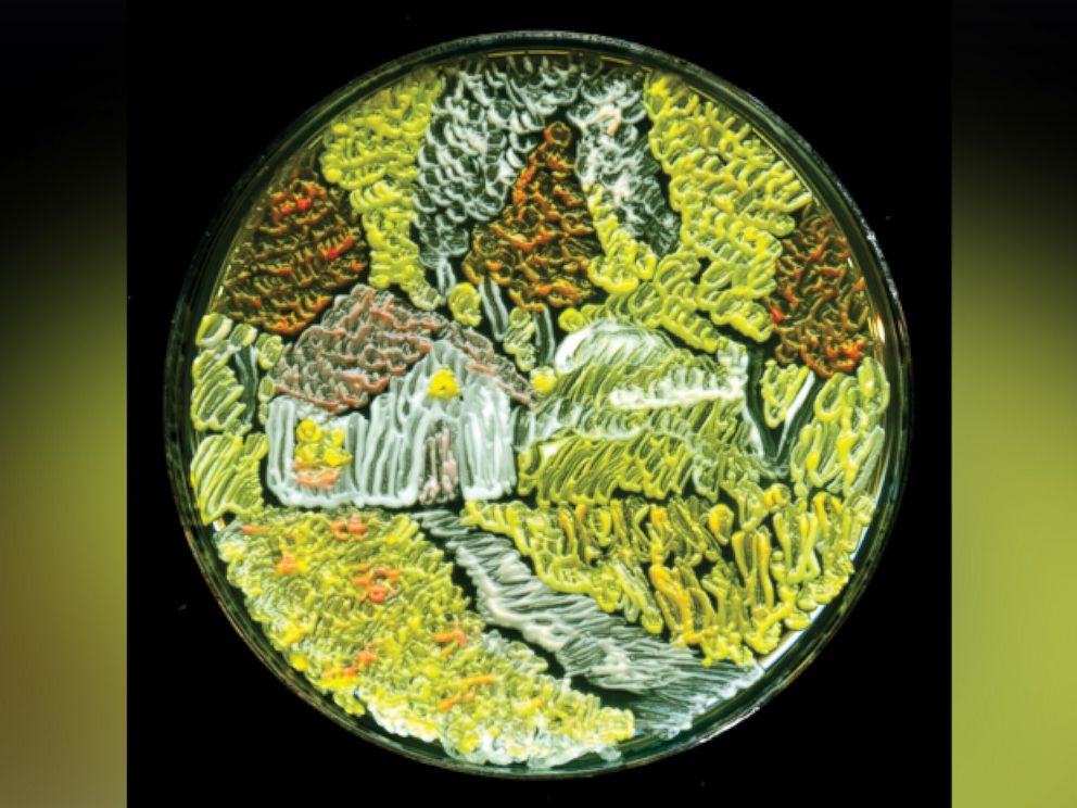 PHOTO: "Harvest Season" by microbiologist Maria Eugenia Inda from Argentina won third place in the American Society of Microbiology's 2015 Agar Art Contest.