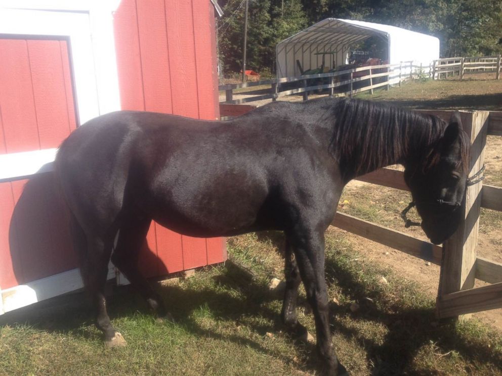 PHOTO: Kennedy, a 15-year-old Caisson Old Guard horse is up for adoption.
