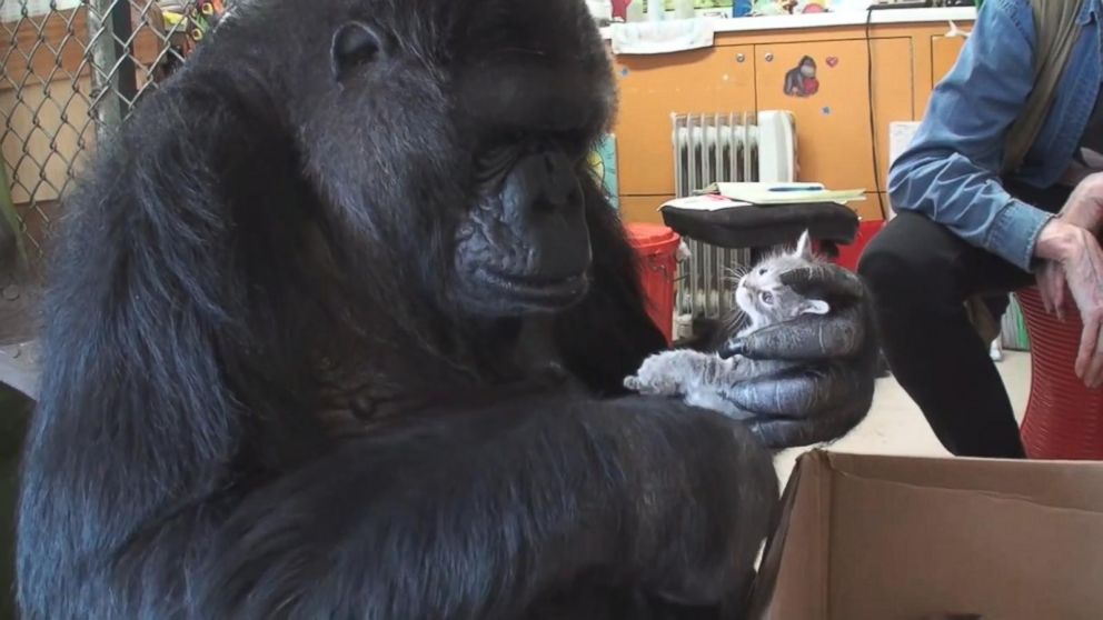 PHOTO: Koko the gorilla holds a kitten.