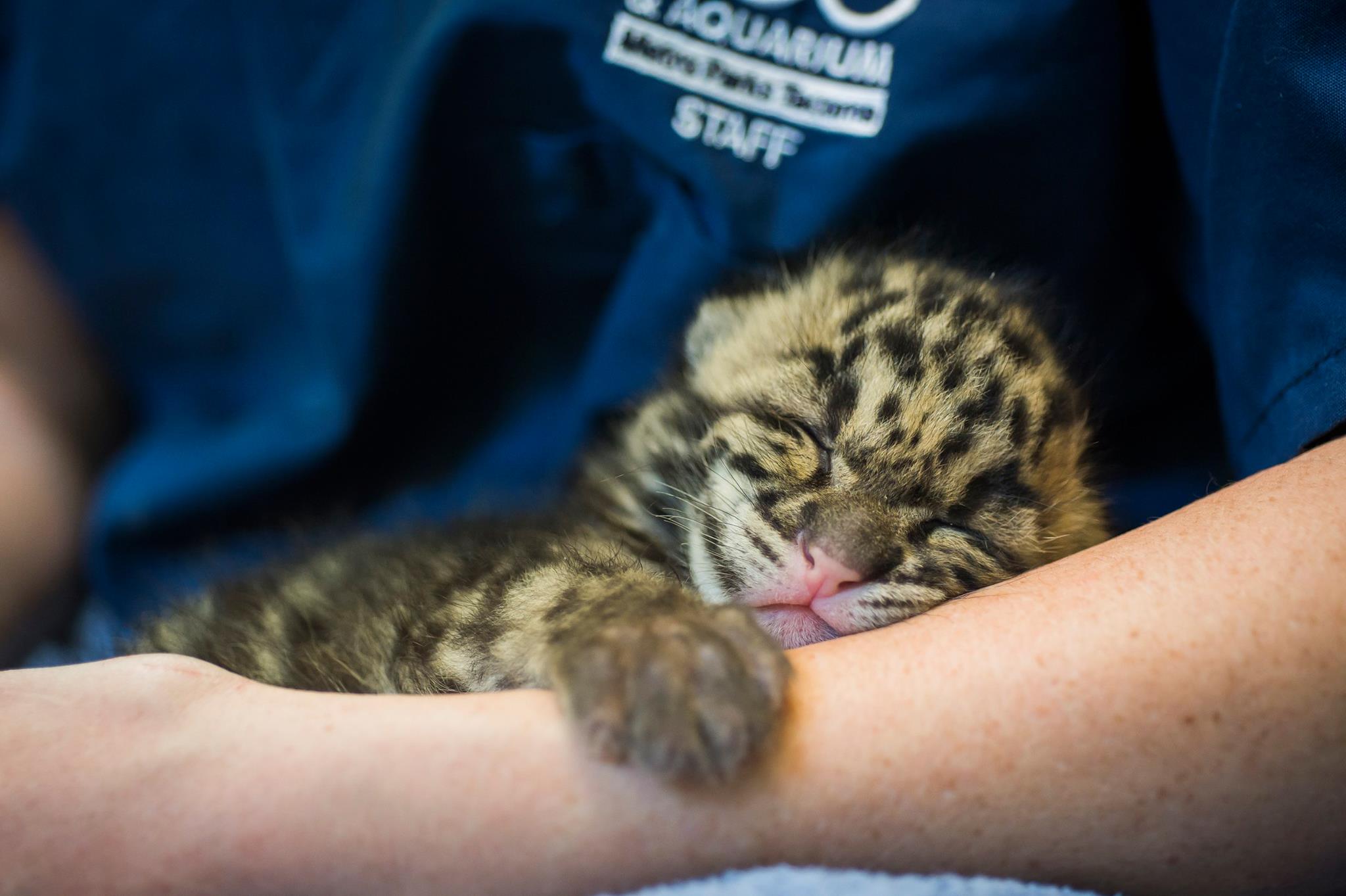 PHOTO: Three clouded leopard cubs, born on March 30, made their public debut at the Point Defiance Zoo & Aquarium in Tacoma, Washington Friday. 
