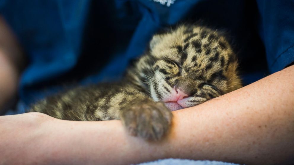 clouded leopard cubs cute