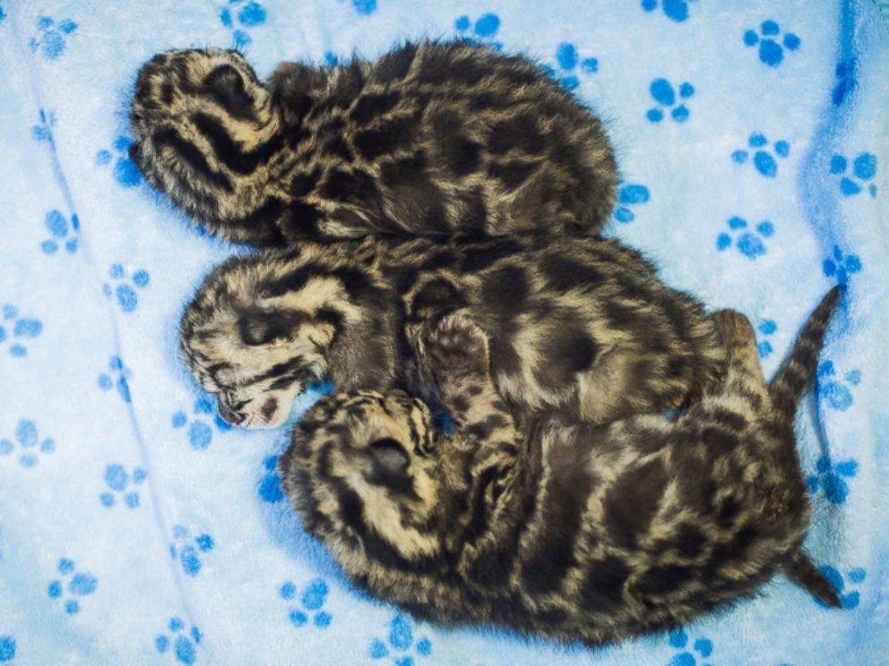 PHOTO: Triplet clouded leopard cubs sleep the night before they made their public debut at the Point Defiance Zoo & Aquarium in Tacoma, Washington Friday. 