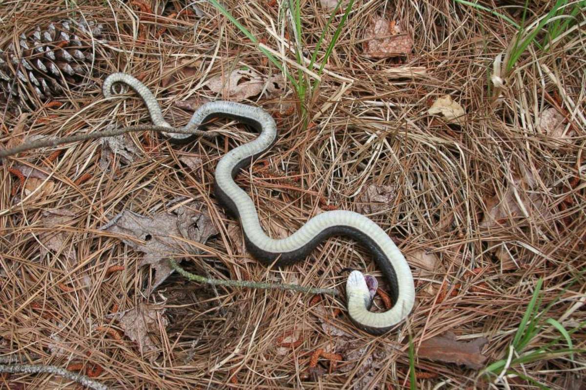 PHOTO: North Carolina parks and recreation officials shared images on it's Facebook page on June 6, 2019, warning about a so-called zombie snake.