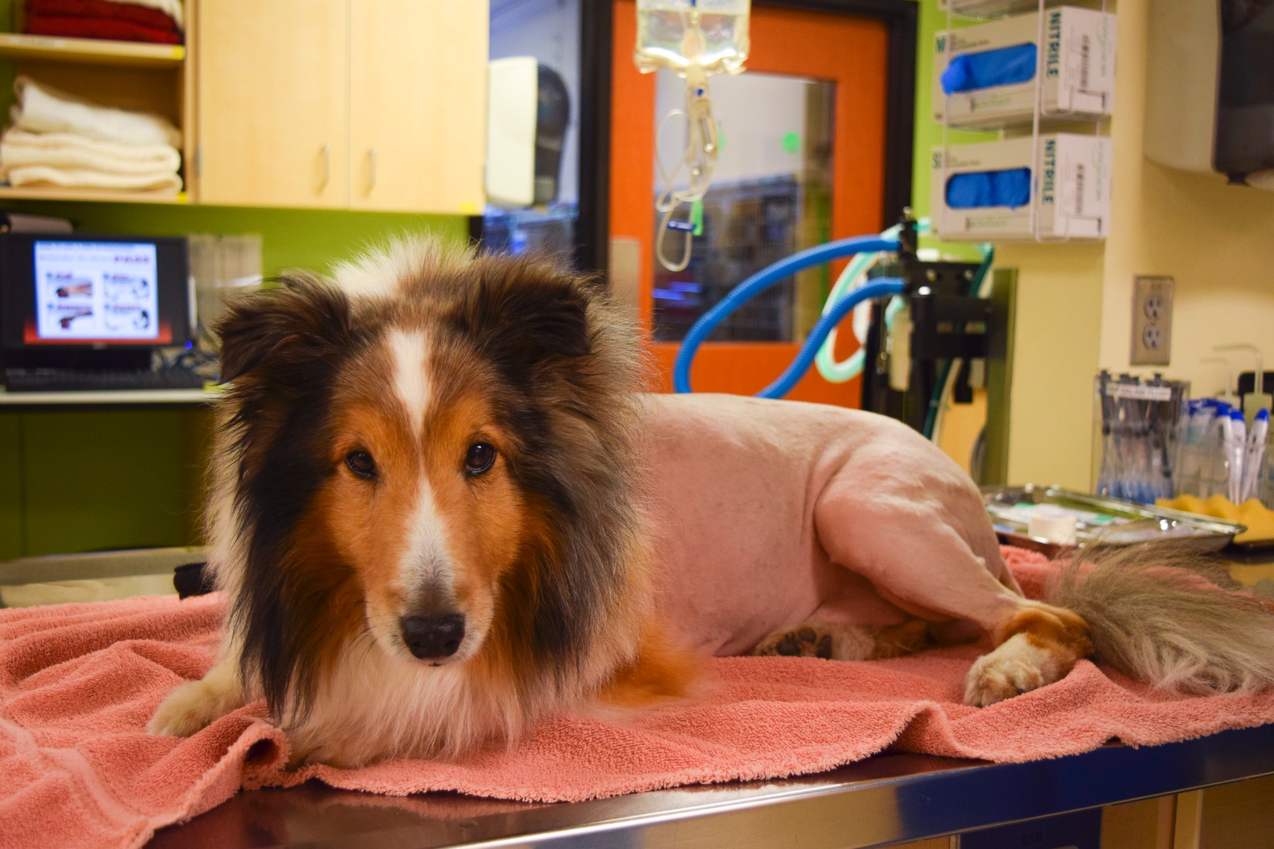 PHOTO:Ollie, a sheltie from Portland, is pictured after he recovered from tick paralysis.