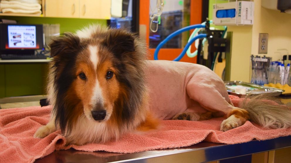 PHOTO:Ollie, a sheltie from Portland, is pictured after he recovered from tick paralysis.