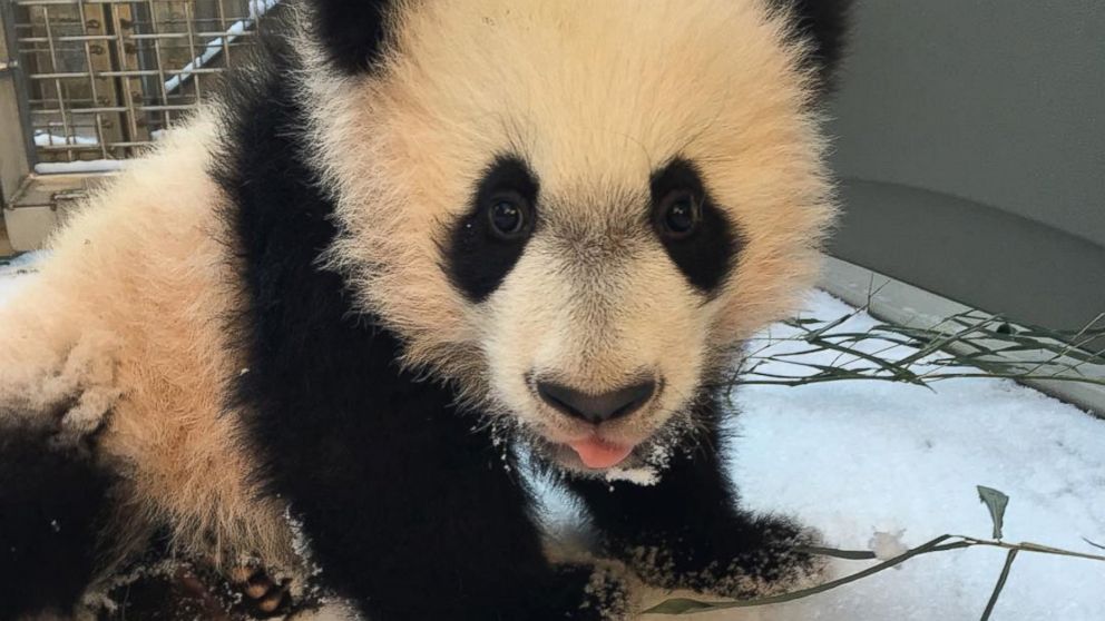PHOTO: The Smithsonian Zoo posted this photo on Instagram with the caption, "BeiBei had his first introduction to snow today! He wasn't quite sure what to make of the powdery snow and made his way back inside quickly," on Jan. 21, 2016 in Washington.