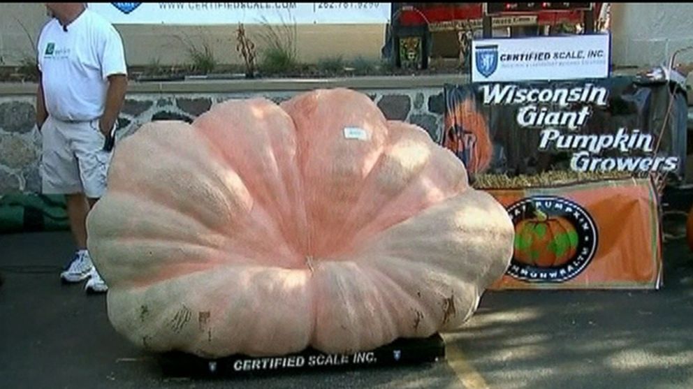 PHOTO: In this undated photo, Illinois farmer Gene McMullen grew a 2,000-pound pumpkin that broke the record for North America's largest pumpkin at the Cedarburg Wine and Harvest Festival in Cedarburg, Wis.