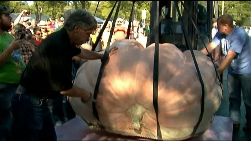 PHOTO: In this undated photo, Illinois farmer Gene McMullen grew a 2,000-pound pumpkin that broke the record for North America's largest pumpkin at the Cedarburg Wine and Harvest Festival in Cedarburg, Wis.