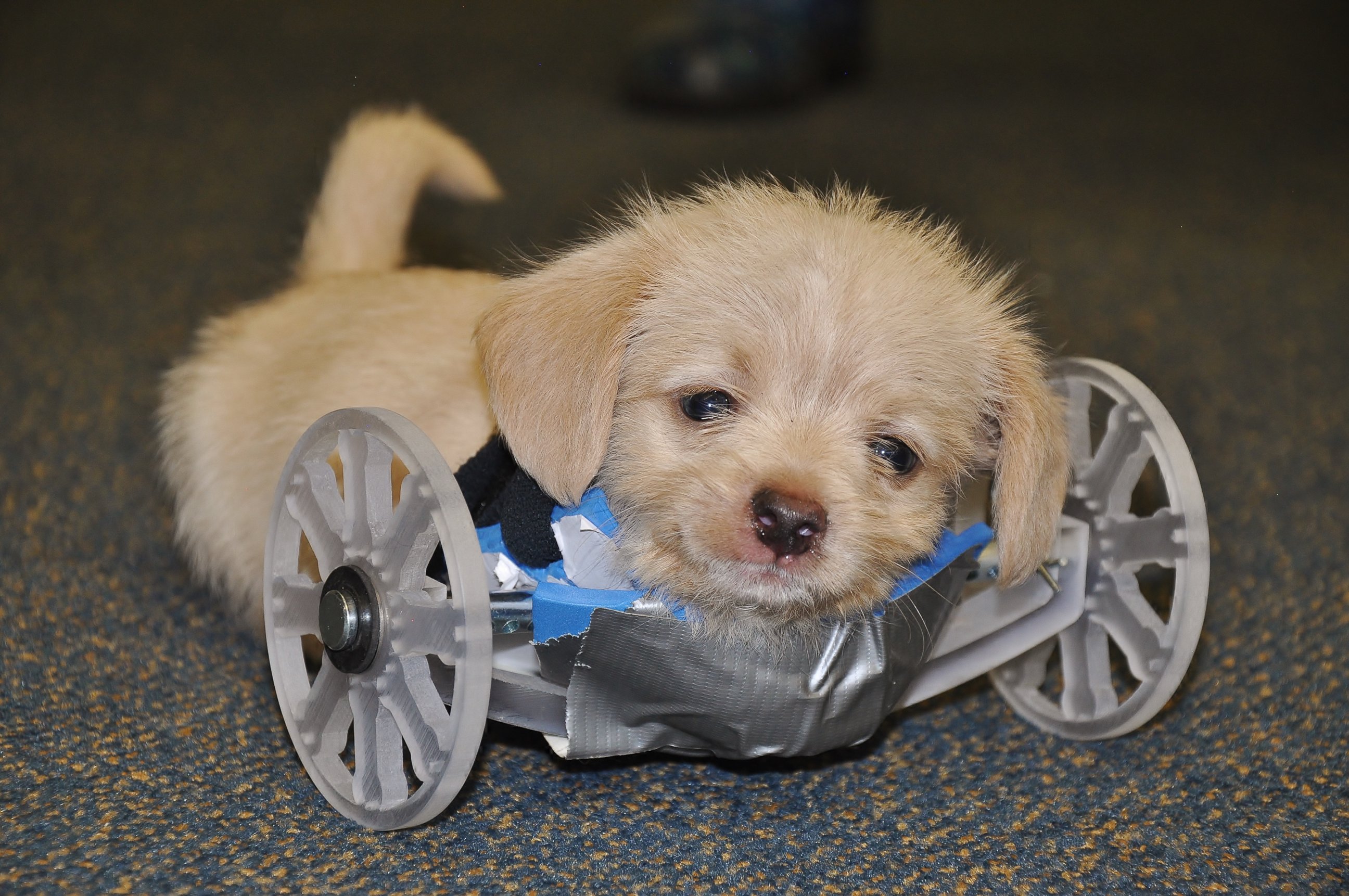 PHOTO: Tumbles, the two-legged puppy, was given a 3-D printed wheel cart by the Ohio University Innovation Center last week.