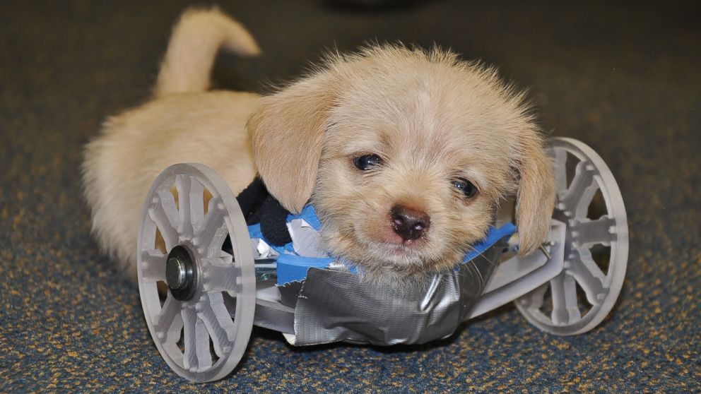 PHOTO: Tumbles, the two-legged puppy, was given a 3-D printed wheel cart by the Ohio University Innovation Center last week.