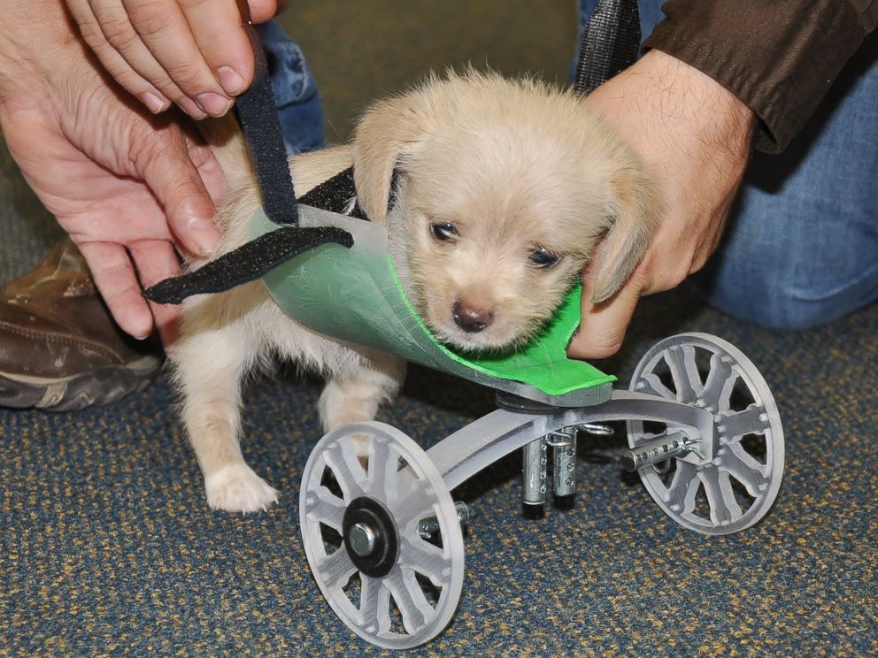 Two-Legged Shelter Puppy Gets Set of 3-D Printed Wheels - ABC News